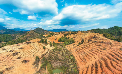 近年來，江西省撫州市南豐縣市山鎮(zhèn)竹源村因地制宜扶持當(dāng)?shù)剞r(nóng)戶利用荒山坡地種植油茶，使油茶成為山區(qū)群眾致富奔小康的綠色產(chǎn)業(yè)。圖為竹源村油茶種植區(qū)。 謝 東攝（人民視覺）