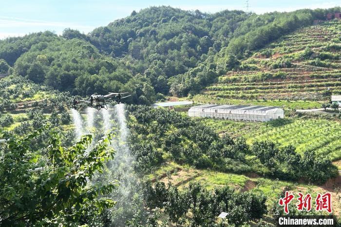圖為江西上饒市廣豐區(qū)西壇果園正進行無人機植保作業(yè)?！≈飕?攝
