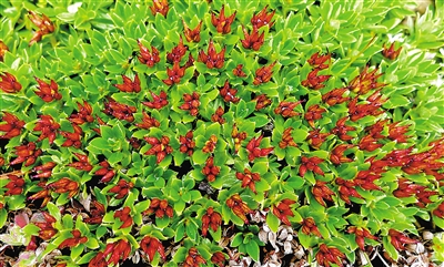 青藏墊柳。資料圖片