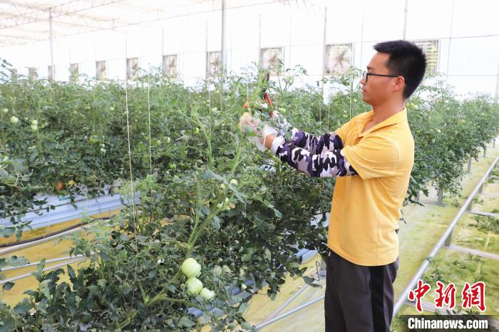 圖為在紅谷灘區(qū)元宇宙·VR數(shù)字農(nóng)業(yè)示范基地七彩番茄培育車間內(nèi)，農(nóng)業(yè)技術(shù)員正在對番茄植株進行修剪。　熊錦陽 攝