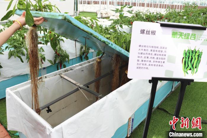 圖為在南昌市紅谷灘區(qū)元宇宙·VR數(shù)字農(nóng)業(yè)示范基地氣霧培養(yǎng)車間里，螺絲椒長勢良好。　熊錦陽 攝