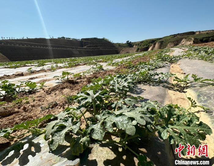 當(dāng)前，西瓜正值快速生長(zhǎng)期?！⑿〖t 攝