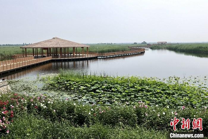 從完成頂層設(shè)計(jì)到如火如荼大規(guī)模建設(shè)，六年來，雄安新區(qū)如春天的竹子一般拔節(jié)生長，這座承載千年大計(jì)的“未來之城”已雄姿初顯。從“一張白紙”開始著墨，如今的雄安新區(qū)已是濃墨重彩的“山水畫”。<a target='_blank' href='/'>中新社</a>記者近日走訪了雄安新區(qū)多地，從“藍(lán)綠金”三色感受這座“未來之城”的巨大變化。圖為7月20日，河北白洋淀上荷花滿淀、蘆花搖曳。 <a target='_blank' href='/'>中新社</a>記者 易海菲 攝
